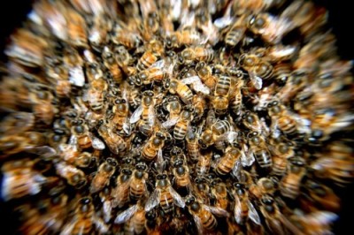 bees-276190_640